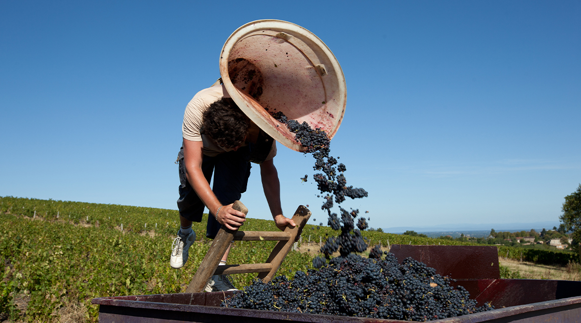 The wine harvest season begins in early September.